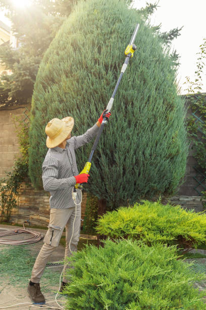 Large Tree Removal in Shields, MI